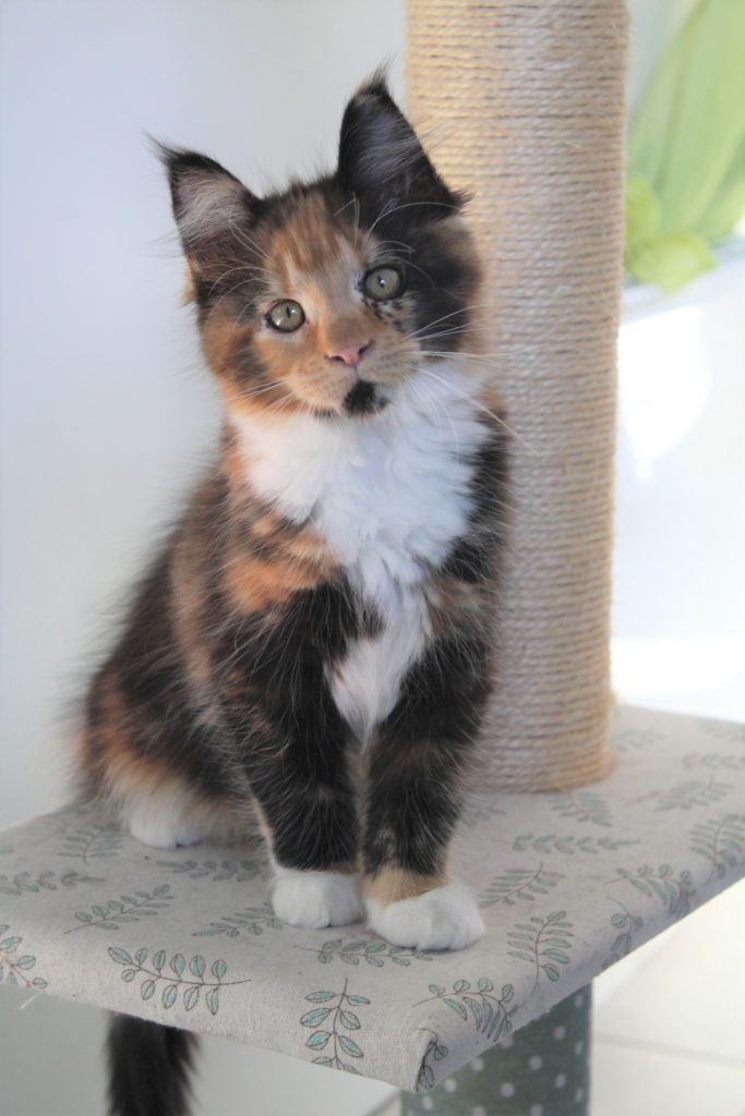 Chien Mâle Ou Femelle : Comment Choisir